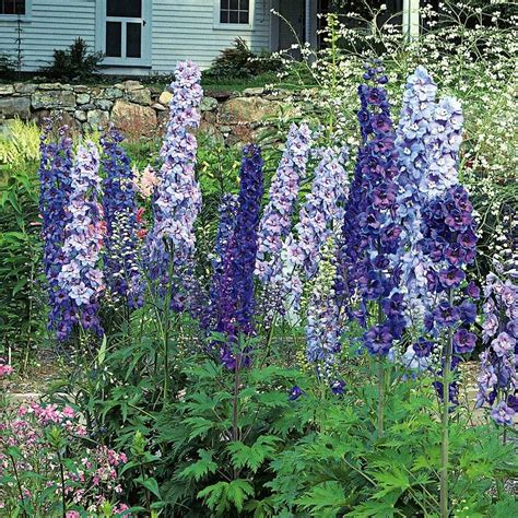 Dive into the World of Delphinium Magic Fountain Mid Blue Seeds